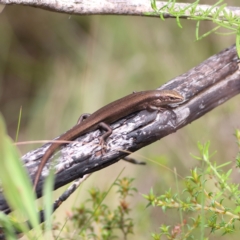 Pseudemoia entrecasteauxii at Namadgi National Park - 20 Jan 2024