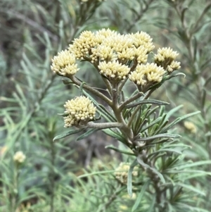 Cassinia aculeata at Myall Lakes National Park - 17 Dec 2023