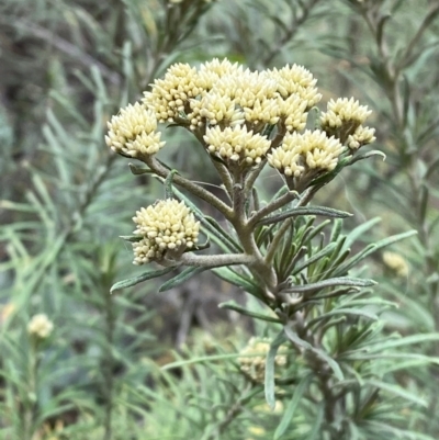 Cassinia aculeata (Common Cassinia) at Seal Rocks, NSW - 17 Dec 2023 by Tapirlord