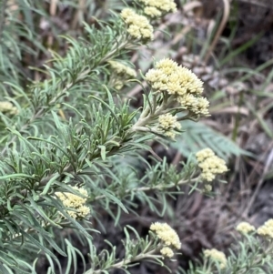 Cassinia aculeata at Myall Lakes National Park - 17 Dec 2023