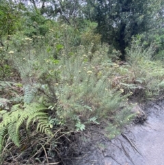 Cassinia aculeata at Myall Lakes National Park - 17 Dec 2023