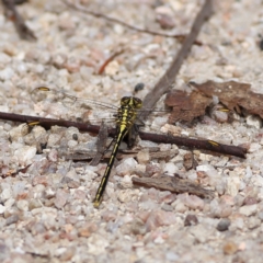 Austrogomphus guerini (Yellow-striped Hunter) at Namadgi National Park - 20 Jan 2024 by MichaelWenke