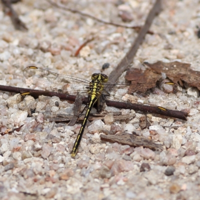 Austrogomphus guerini (Yellow-striped Hunter) at Tharwa, ACT - 20 Jan 2024 by Trevor