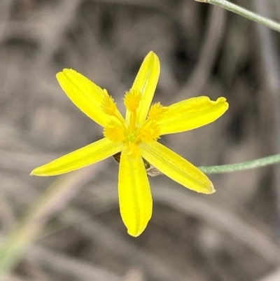 Tricoryne elatior (Yellow Rush Lily) at Seal Rocks, NSW - 17 Dec 2023 by Tapirlord