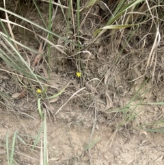 Tricoryne elatior at Myall Lakes National Park - 17 Dec 2023 02:21 PM