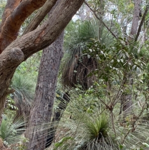 Xanthorrhoea johnsonii at Seal Rocks, NSW - 17 Dec 2023