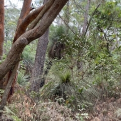 Xanthorrhoea johnsonii at Seal Rocks, NSW - 17 Dec 2023