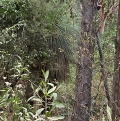 Xanthorrhoea johnsonii at Seal Rocks, NSW - 17 Dec 2023 02:19 PM