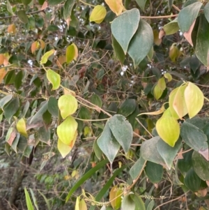 Trochocarpa laurina at Seal Rocks, NSW - 17 Dec 2023