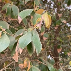 Trochocarpa laurina at Seal Rocks, NSW - 17 Dec 2023