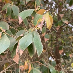 Trochocarpa laurina at Seal Rocks, NSW - 17 Dec 2023 02:15 PM
