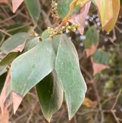 Trochocarpa laurina at Seal Rocks, NSW - 17 Dec 2023