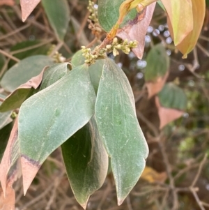 Trochocarpa laurina at Seal Rocks, NSW - 17 Dec 2023