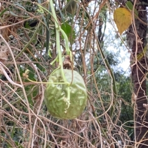 Passiflora herbertiana subsp. herbertiana at Seal Rocks, NSW - 17 Dec 2023 02:11 PM