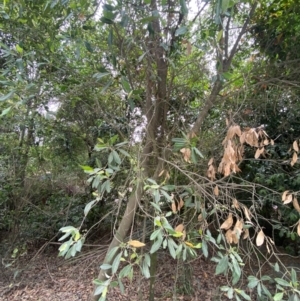 Elaeocarpus reticulatus at Seal Rocks, NSW - 17 Dec 2023