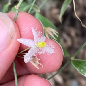 Eustrephus latifolius at Seal Rocks, NSW - 17 Dec 2023