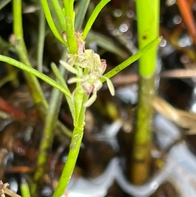 Myriophyllum lophatum (Crested Water-milfoil) at Bendoura, NSW - 20 Jan 2024 by JaneR
