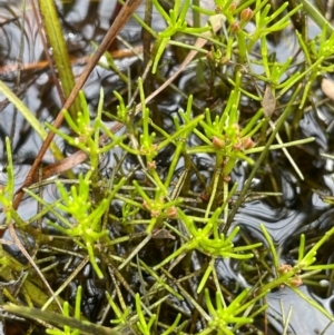 Myriophyllum lophatum at QPRC LGA - 20 Jan 2024 02:00 PM