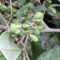 Guioa semiglauca (Wild Quince) at Seal Rocks, NSW - 17 Dec 2023 by Tapirlord