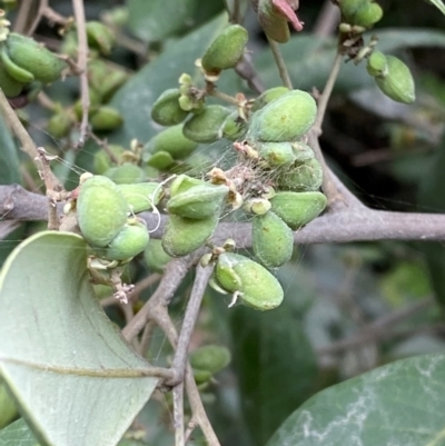 Guioa semiglauca (Wild Quince) at Seal Rocks, NSW - 17 Dec 2023 by Tapirlord