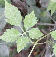 Causonis clematidea (Slender Grape) at Seal Rocks, NSW - 17 Dec 2023 by Tapirlord