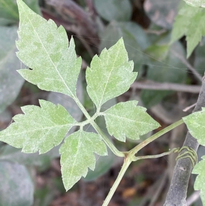 Causonis clematidea (Slender Grape) at Seal Rocks, NSW - 17 Dec 2023 by Tapirlord