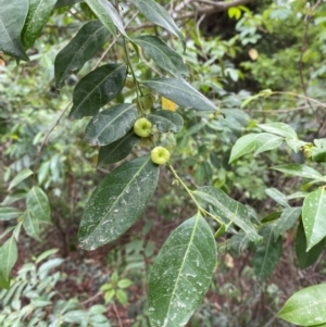 Glochidion ferdinandi at Mungo Brush, NSW - 17 Dec 2023 02:07 PM