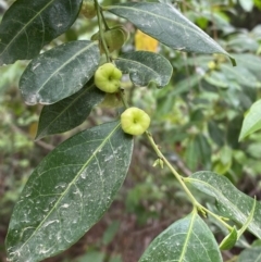 Glochidion ferdinandi at Mungo Brush, NSW - 17 Dec 2023 02:07 PM