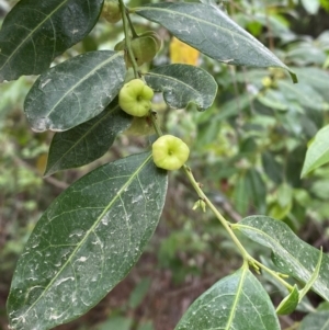 Glochidion ferdinandi at Mungo Brush, NSW - 17 Dec 2023 02:07 PM