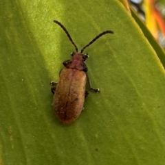 Ecnolagria grandis (Honeybrown beetle) at Pialligo, ACT - 20 Jan 2024 by Pirom