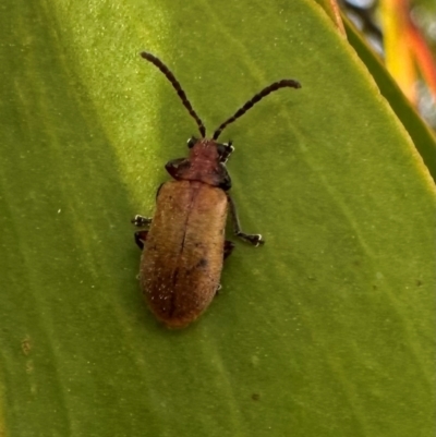 Ecnolagria grandis (Honeybrown beetle) at Mount Ainslie - 20 Jan 2024 by Pirom