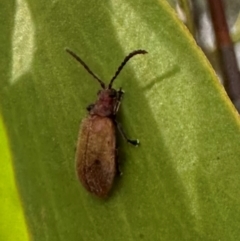 Ecnolagria grandis at Mount Ainslie - 20 Jan 2024