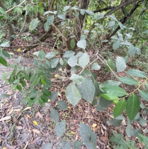 Clerodendrum tomentosum at Seal Rocks, NSW - 17 Dec 2023 02:05 PM