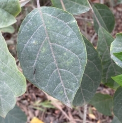 Clerodendrum tomentosum at Seal Rocks, NSW - 17 Dec 2023 02:05 PM