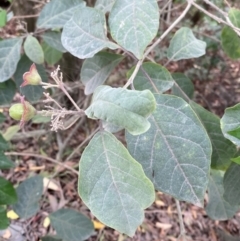 Clerodendrum tomentosum at Seal Rocks, NSW - 17 Dec 2023 02:05 PM