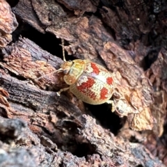 Paropsisterna laesa species complex (Laesa leaf beetle) at Mount Ainslie - 20 Jan 2024 by Pirom