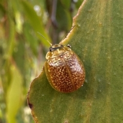 Paropsisterna decolorata (A Eucalyptus leaf beetle) at Mount Ainslie - 20 Jan 2024 by Pirom