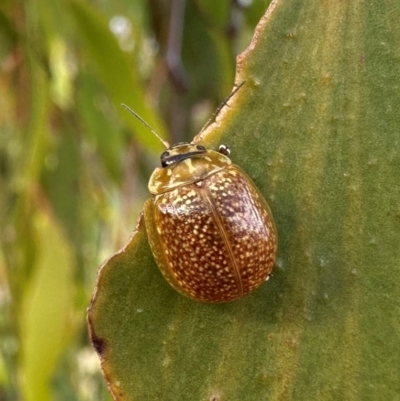 Paropsisterna cloelia (Eucalyptus variegated beetle) at Mount Ainslie - 20 Jan 2024 by Pirom