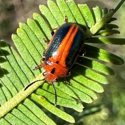 Calomela curtisi (Acacia leaf beetle) at Mount Ainslie - 18 Jan 2024 by Pirom