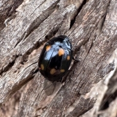 Paropsisterna octosignata (Eucalyptus leaf beetle) at Pialligo, ACT - 20 Jan 2024 by Pirom