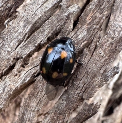 Paropsisterna octosignata (Eucalyptus leaf beetle) at Mount Ainslie - 20 Jan 2024 by Pirom