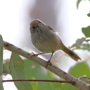 Acanthiza pusilla at Namadgi National Park - 20 Jan 2024