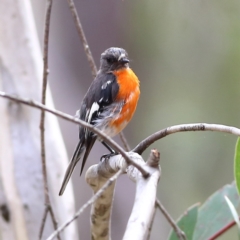 Petroica phoenicea (Flame Robin) at Namadgi National Park - 20 Jan 2024 by Trevor