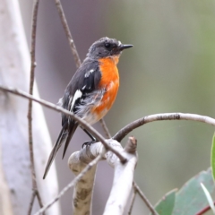 Petroica phoenicea at Namadgi National Park - 20 Jan 2024