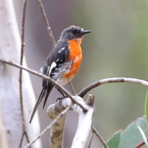 Petroica phoenicea at Namadgi National Park - 20 Jan 2024