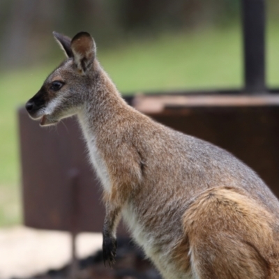 Notamacropus rufogriseus (Red-necked Wallaby) at Namadgi National Park - 20 Jan 2024 by MichaelWenke