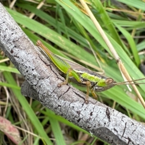 Bermius brachycerus at Campbell Park Woodland - 20 Jan 2024