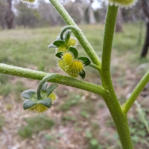 Cynoglossum australe at Mount Majura - 20 Jan 2024 11:32 AM