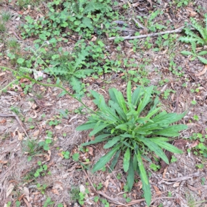 Cynoglossum australe at Mount Majura - 20 Jan 2024 11:32 AM