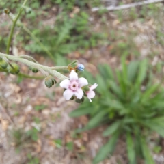 Cynoglossum australe at Mount Majura - 20 Jan 2024 11:32 AM